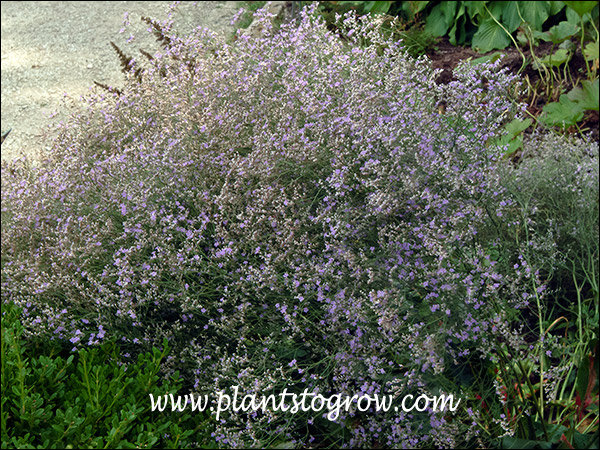 From a distance looks like a short lavender colored Baby's Breath plant.